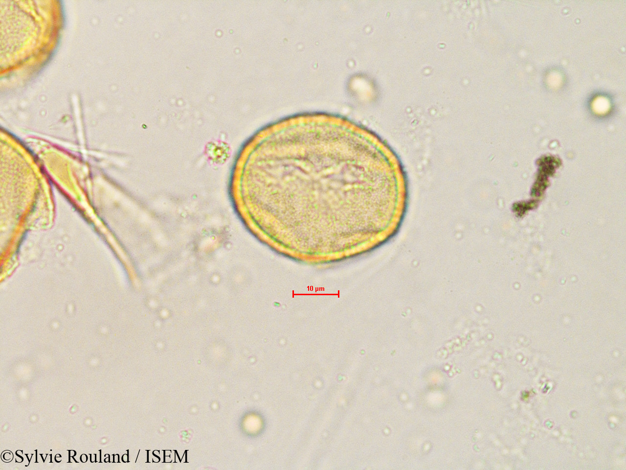 Sylvie.Rouland/Quercus_velutina_4840/Quercus_velutina_4840_0003(copy).jpg