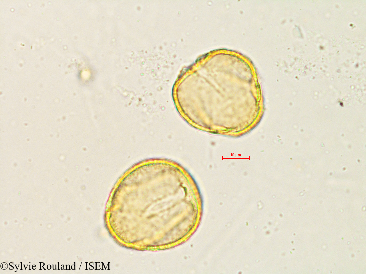 Sylvie.Rouland/Quercus_velutina_4840/Quercus_velutina_4840_0004(copy).jpg