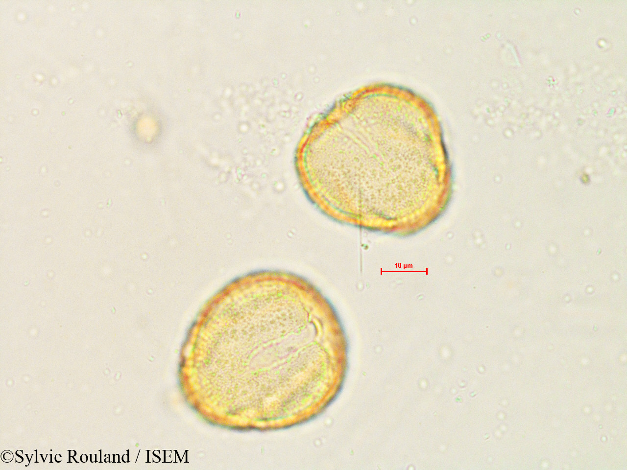 Sylvie.Rouland/Quercus_velutina_4840/Quercus_velutina_4840_0005(copy).jpg