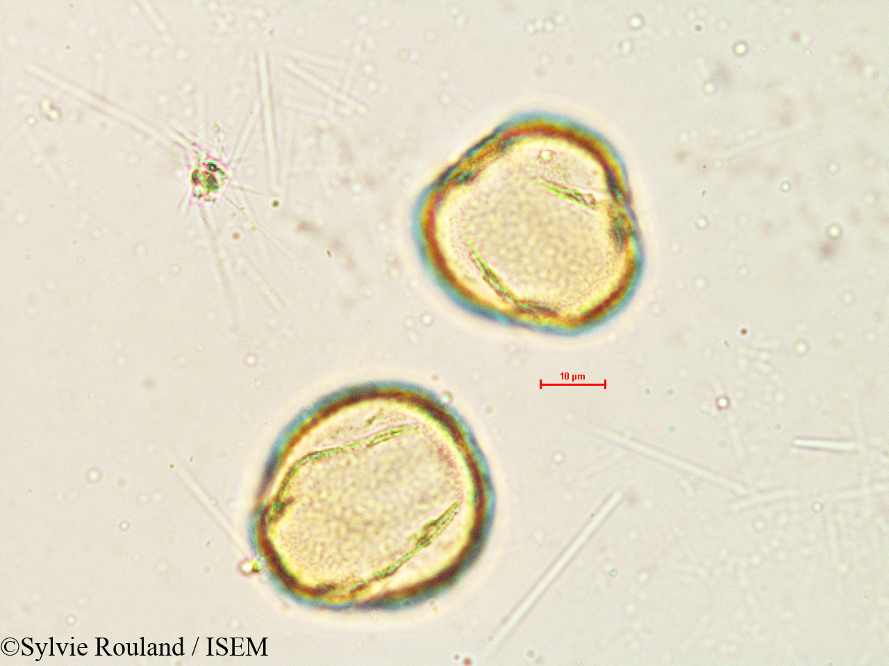 Sylvie.Rouland/Quercus_velutina_4840/Quercus_velutina_4840_0006(copy).jpg