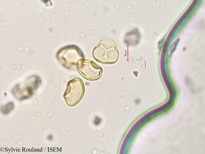Sylvie.Rouland/Quinchamalium_chilense_4240/Quinchamalium_chilense_4240_0001(copy)_thumb.jpg