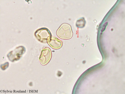Quinchamalium chilense - lame n° 4240