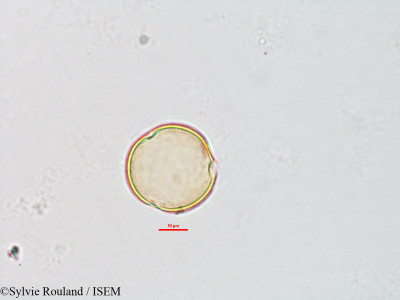 Sylvie.Rouland/Radamaea_montana_2604/Radamaea_montana_2604_0001(copy)_thumb.jpg