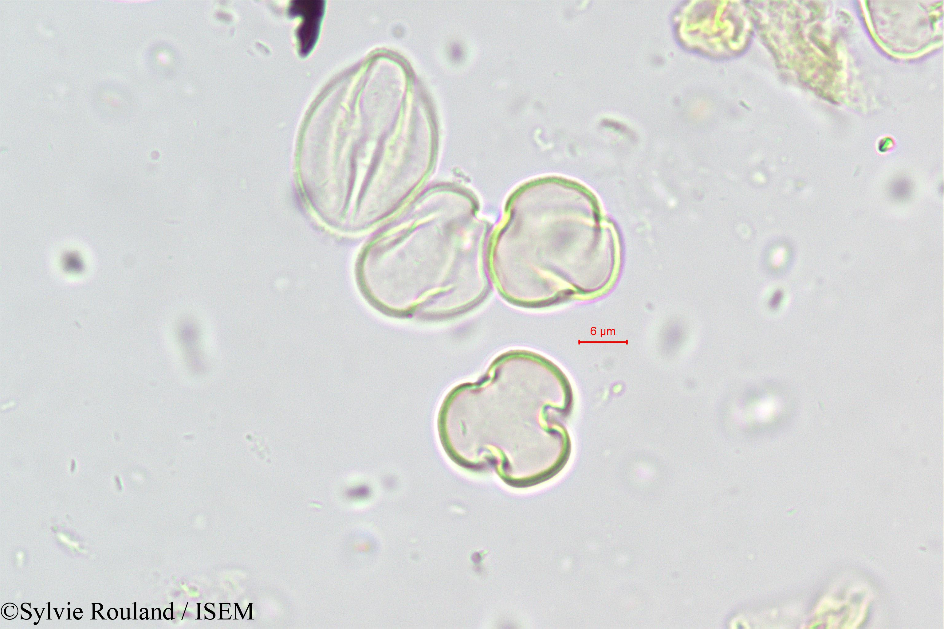 Sylvie.Rouland/Ramonda_nathaliae_446/Ramonda_nathaliae_446_0001(copy).jpg