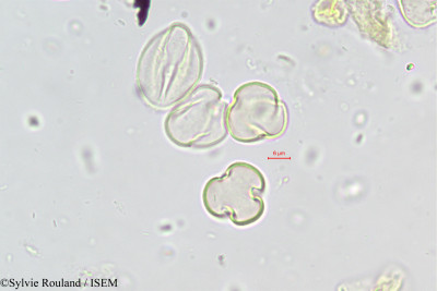 Sylvie.Rouland/Ramonda_nathaliae_446/Ramonda_nathaliae_446_0001(copy)_thumb.jpg