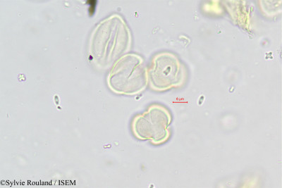 Ramonda nathaliae - lame n° 446