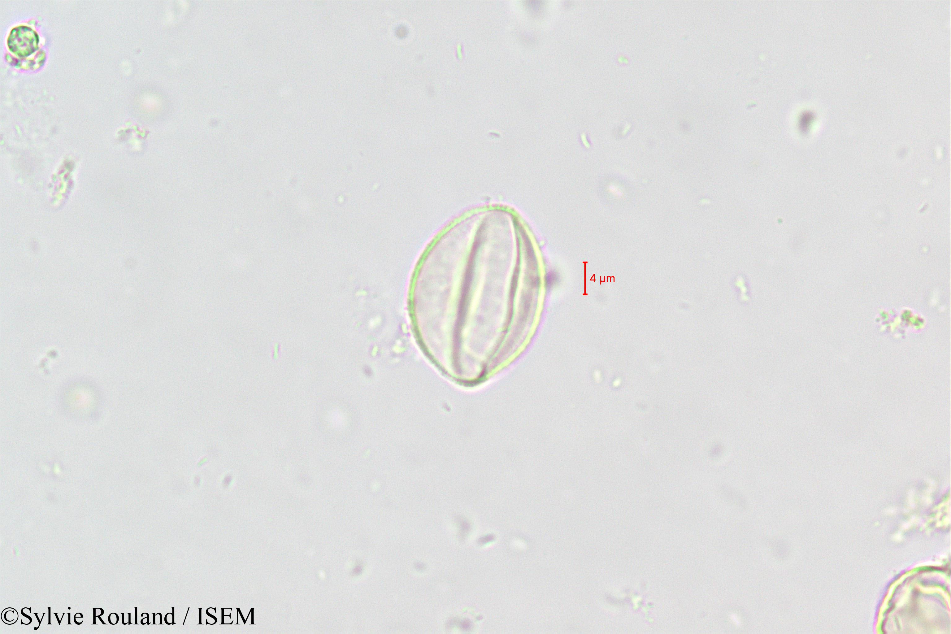 Sylvie.Rouland/Ramonda_nathaliae_446/Ramonda_nathaliae_446_0003(copy).jpg