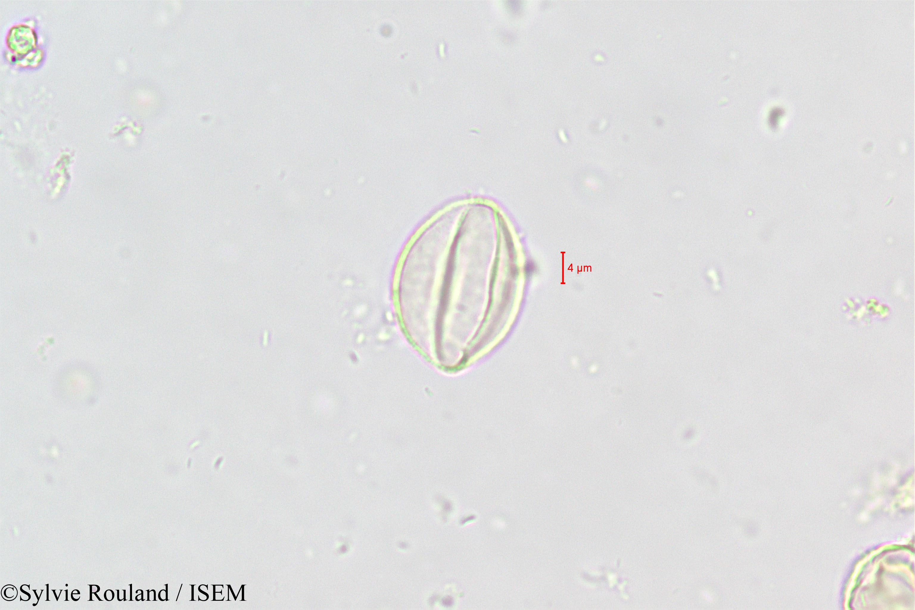 Sylvie.Rouland/Ramonda_nathaliae_446/Ramonda_nathaliae_446_0004(copy).jpg