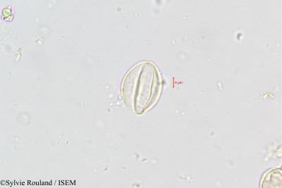 Ramonda nathaliae - lame n° 446