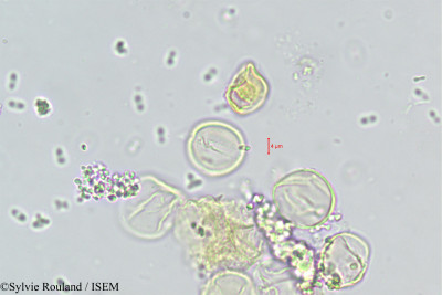 Ramonda nathaliae - lame n° 446