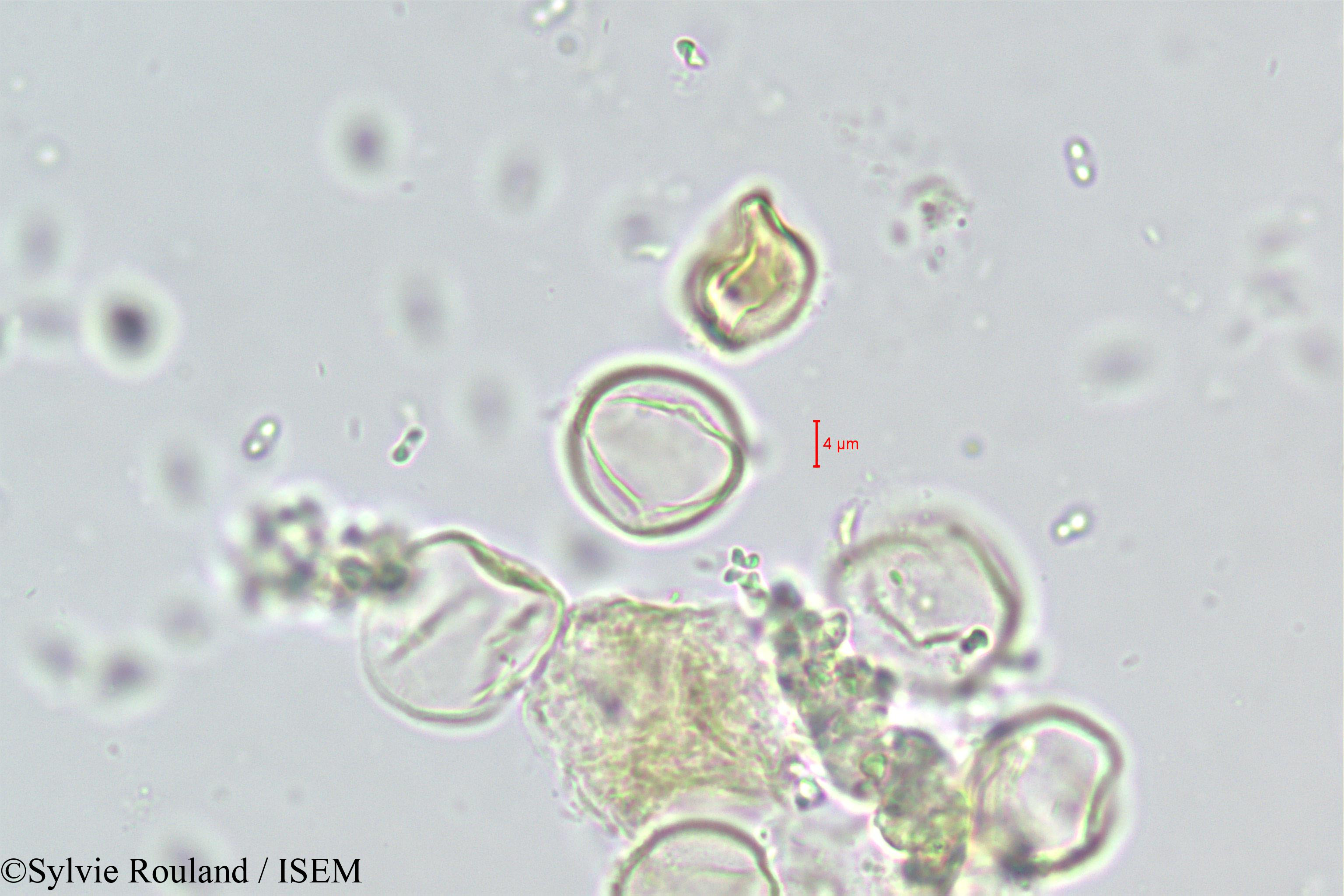 Sylvie.Rouland/Ramonda_nathaliae_446/Ramonda_nathaliae_446_0006(copy).jpg