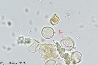 Ramonda nathaliae - lame n° 446