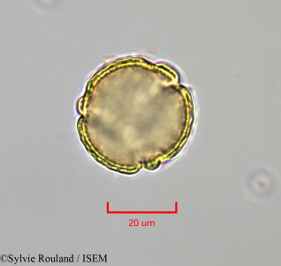 Sylvie.Rouland/Ranunculus_acris_47372/Ranunculus_acris_47372_0001(copy)_thumb.jpg