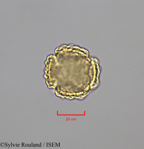 Sylvie.Rouland/Ranunculus_hierosolymitanus_47309/Ranunculus_hierosolymitanus_47309_0001(copy)_thumb.jpg