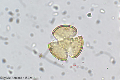 Sylvie.Rouland/Ranunculus_sceleratus_5750/Ranunculus_sceleratus_5750_0001(copy)_thumb.jpg