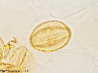 Raphidocystis sakalavensis - lame n° 2846