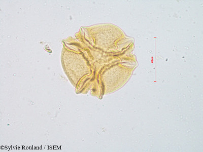 Sylvie.Rouland/Rauvolfia_densiflora_4915/Rauvolfia_densiflora_4915_0001(copy)_thumb.jpg