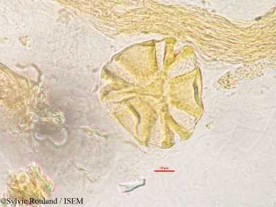 Sylvie.Rouland/Rauvolfia_obtusiflora_3216/Rauvolfia_obtusiflora_3216_0001(copy)_thumb.jpg