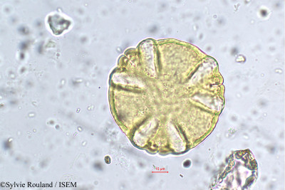 Sylvie.Rouland/Rauvolfia_serpentina_5701/Rauvolfia_serpentina_5701_0001(copy)_thumb.jpg