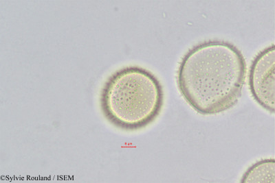 Ravenea amara - lame n° 328