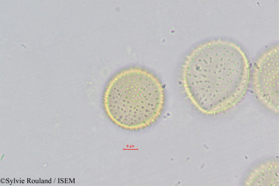 Ravenea amara - lame n° 328