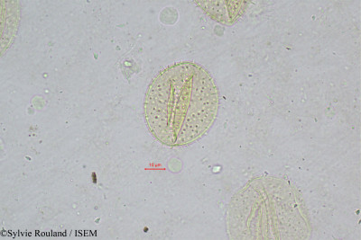 Ravenea robustior - lame n° 333