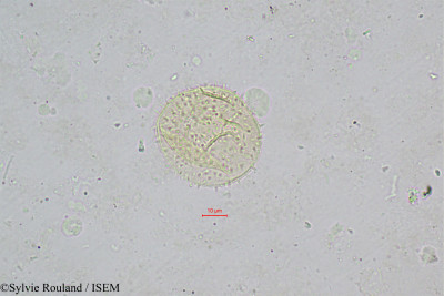 Ravenea robustior - lame n° 333