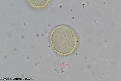 Ravenea robustior - lame n° 334