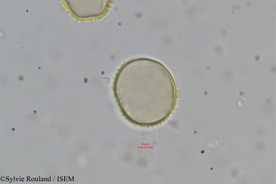 Ravenea robustior - lame n° 334