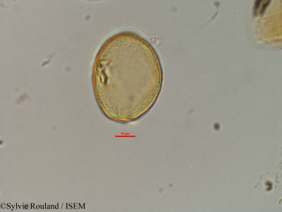 Sylvie.Rouland/Restio_madagascariensis_7210/Restio_madagascariensis_7210_0001(copy)_thumb.jpg