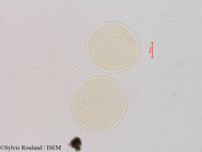 Rhamnus cathartica - lame n° 4832