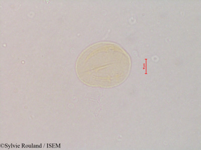 Rhamnus cathartica - lame n° 4832