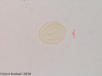 Rhamnus cathartica - lame n° 4832