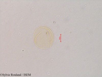 Rhamnus cathartica - lame n° 4832