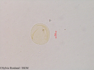 Rhamnus cathartica - lame n° 4832
