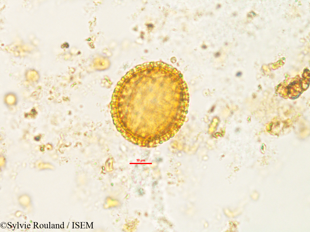 Sylvie.Rouland/Rhaphispermum_gerardioides_2602/Rhaphispermum_gerardioides_2602_0001(copy).jpg
