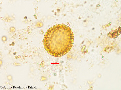 Sylvie.Rouland/Rhaphispermum_gerardioides_2602/Rhaphispermum_gerardioides_2602_0001(copy)_thumb.jpg