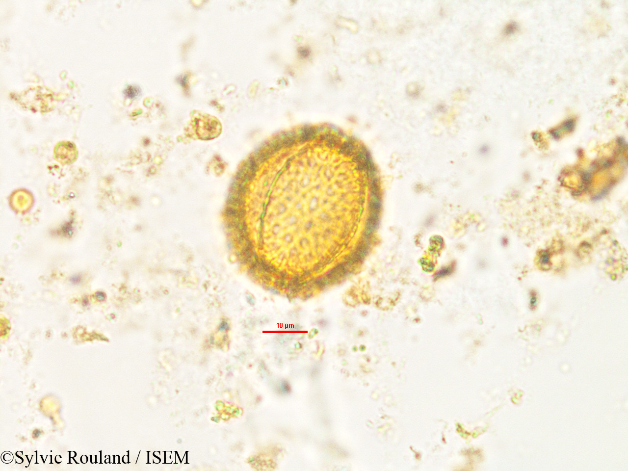 Sylvie.Rouland/Rhaphispermum_gerardioides_2602/Rhaphispermum_gerardioides_2602_0002(copy).jpg