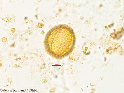 Rhaphispermum gerardioides - lame n° 2602