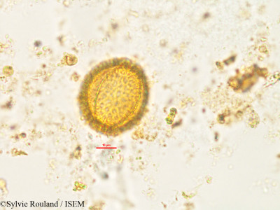 Rhaphispermum gerardioides - lame n° 2602