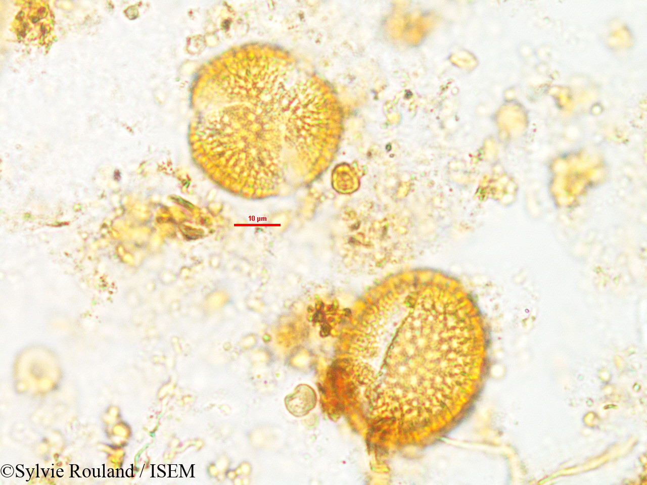 Sylvie.Rouland/Rhaphispermum_gerardioides_2602/Rhaphispermum_gerardioides_2602_0004(copy).jpg