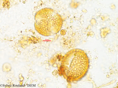 Rhaphispermum gerardioides - lame n° 2602