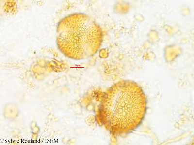 Rhaphispermum gerardioides - lame n° 2602