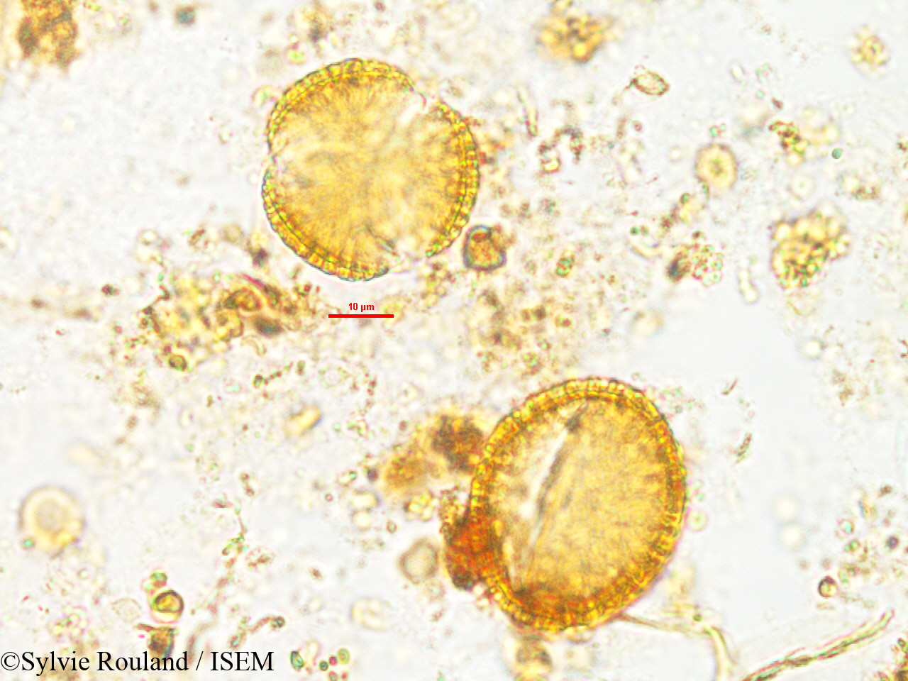 Sylvie.Rouland/Rhaphispermum_gerardioides_2602/Rhaphispermum_gerardioides_2602_0006(copy).jpg