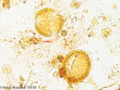 Rhaphispermum gerardioides - lame n° 2602