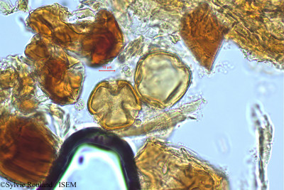 Sylvie.Rouland/Rheedia_madagascariensis_501/Rheedia_madagascariensis_501_0001(copy)_thumb.jpg