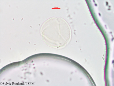 Sylvie.Rouland/Rheum_ribes_4298/Rheum_ribes_4298_0001(copy)_thumb.jpg