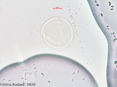 Rheum ribes - lame n° 4298