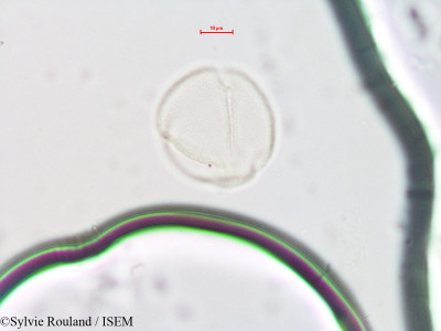 Rheum ribes - lame n° 4298