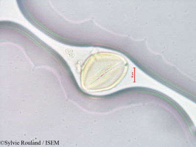 Rheum ribes - lame n° 4298